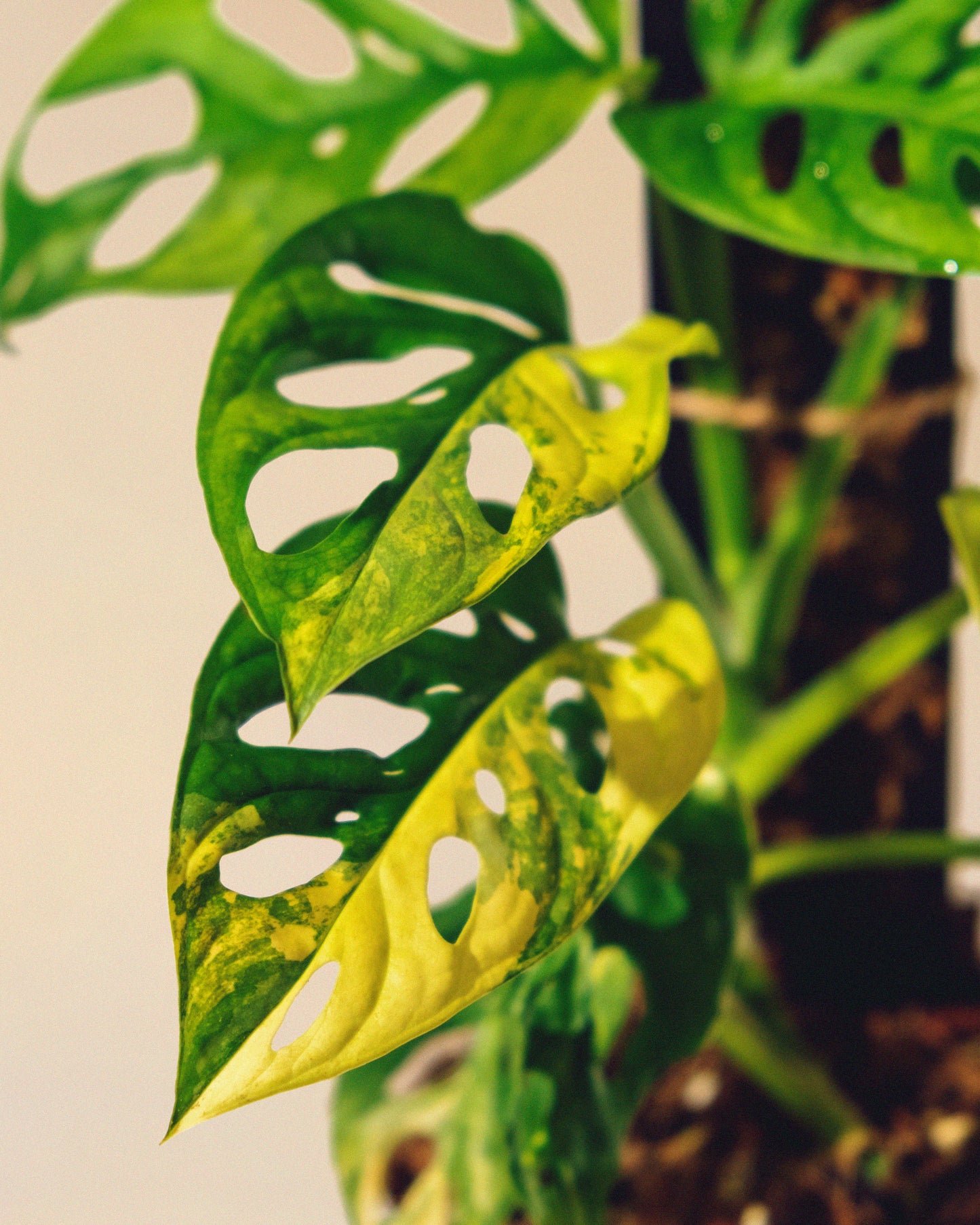 MONSTERA ADANSONII AUREA M CON TUTOR