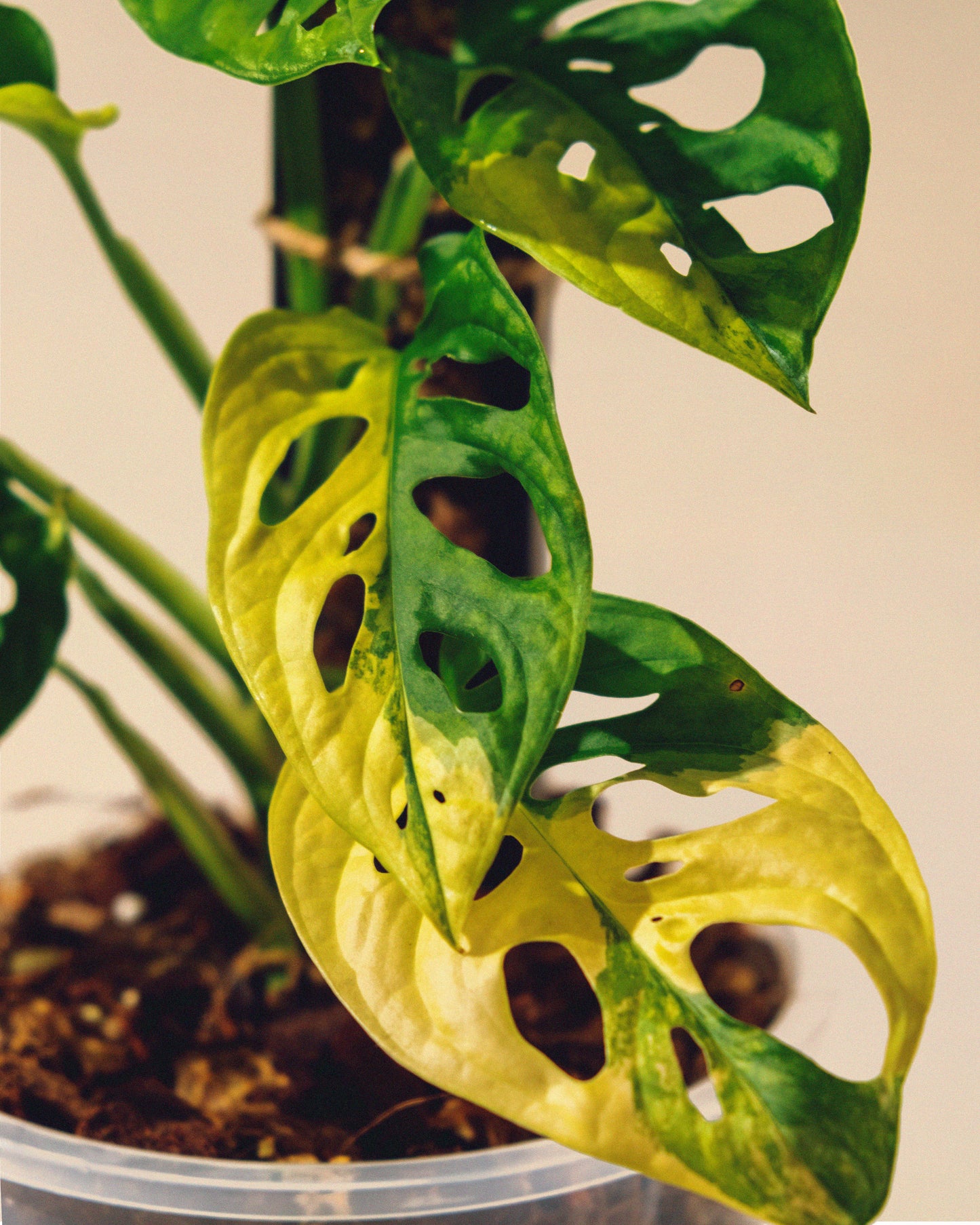 MONSTERA ADANSONII AUREA M CON TUTOR