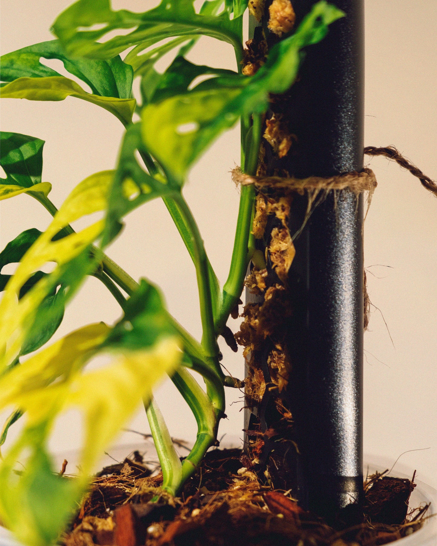 MONSTERA ADANSONII AUREA M CON TUTOR