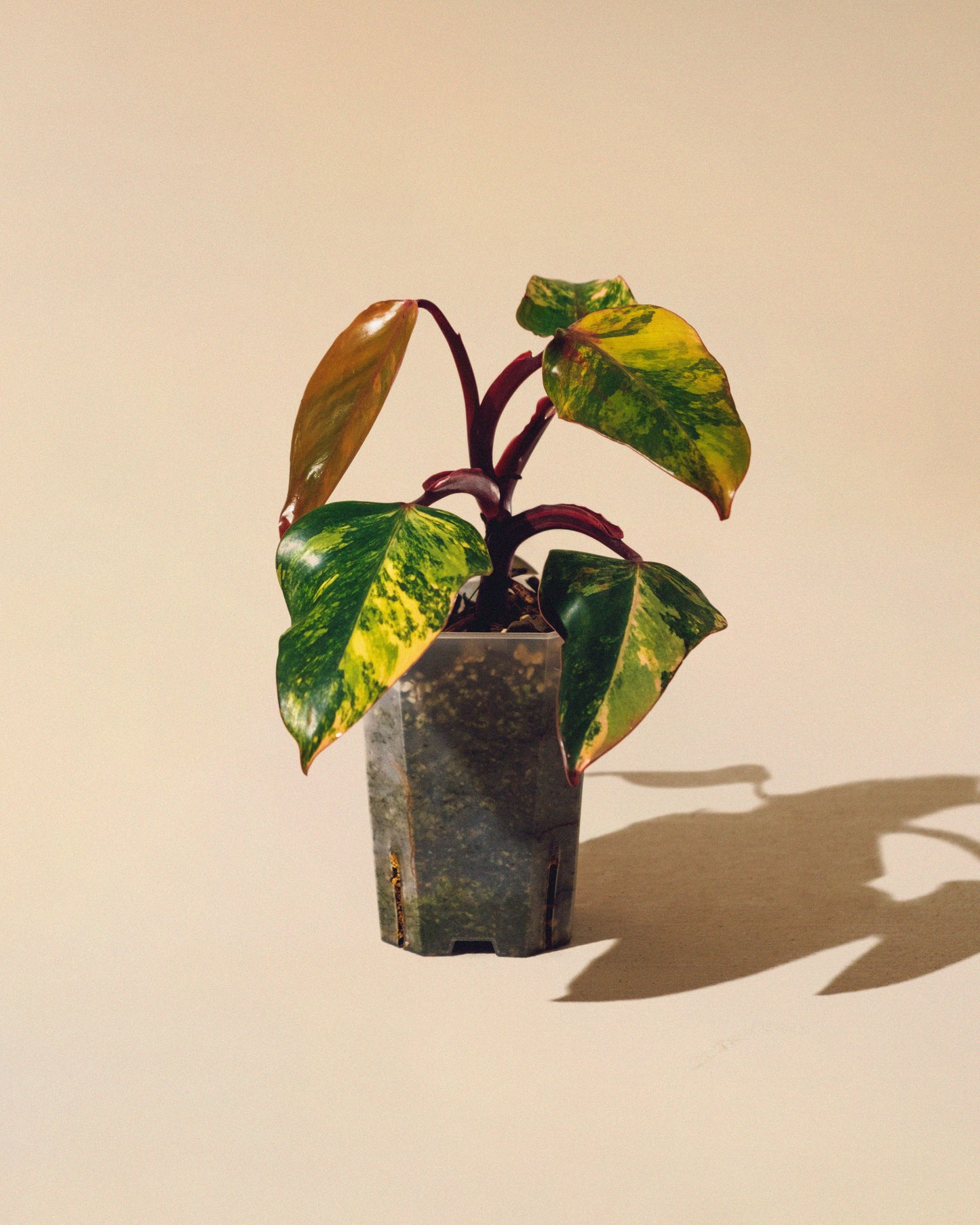 PHILODENDRON STRAWBERRY SHAKE M 01