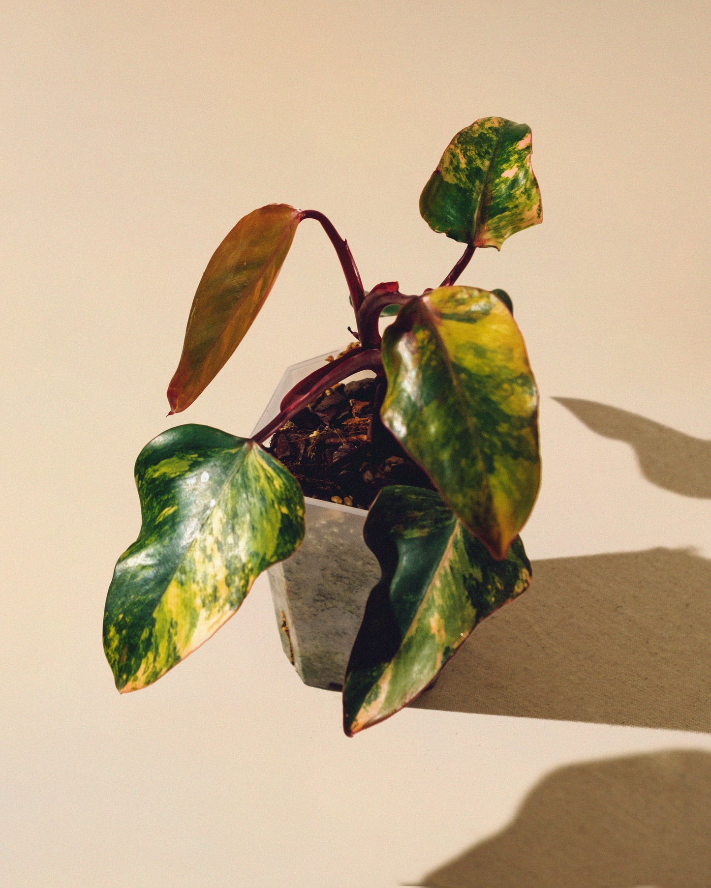 PHILODENDRON STRAWBERRY SHAKE M 01