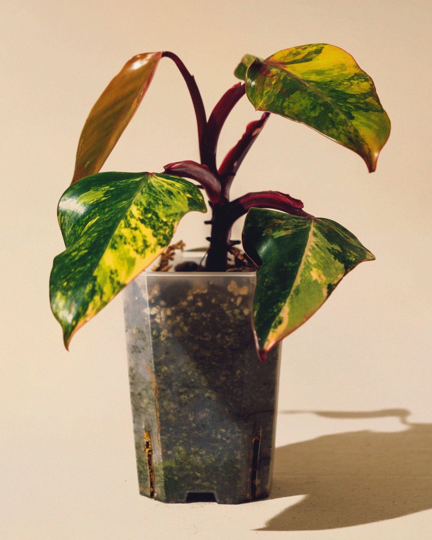 PHILODENDRON STRAWBERRY SHAKE M 01