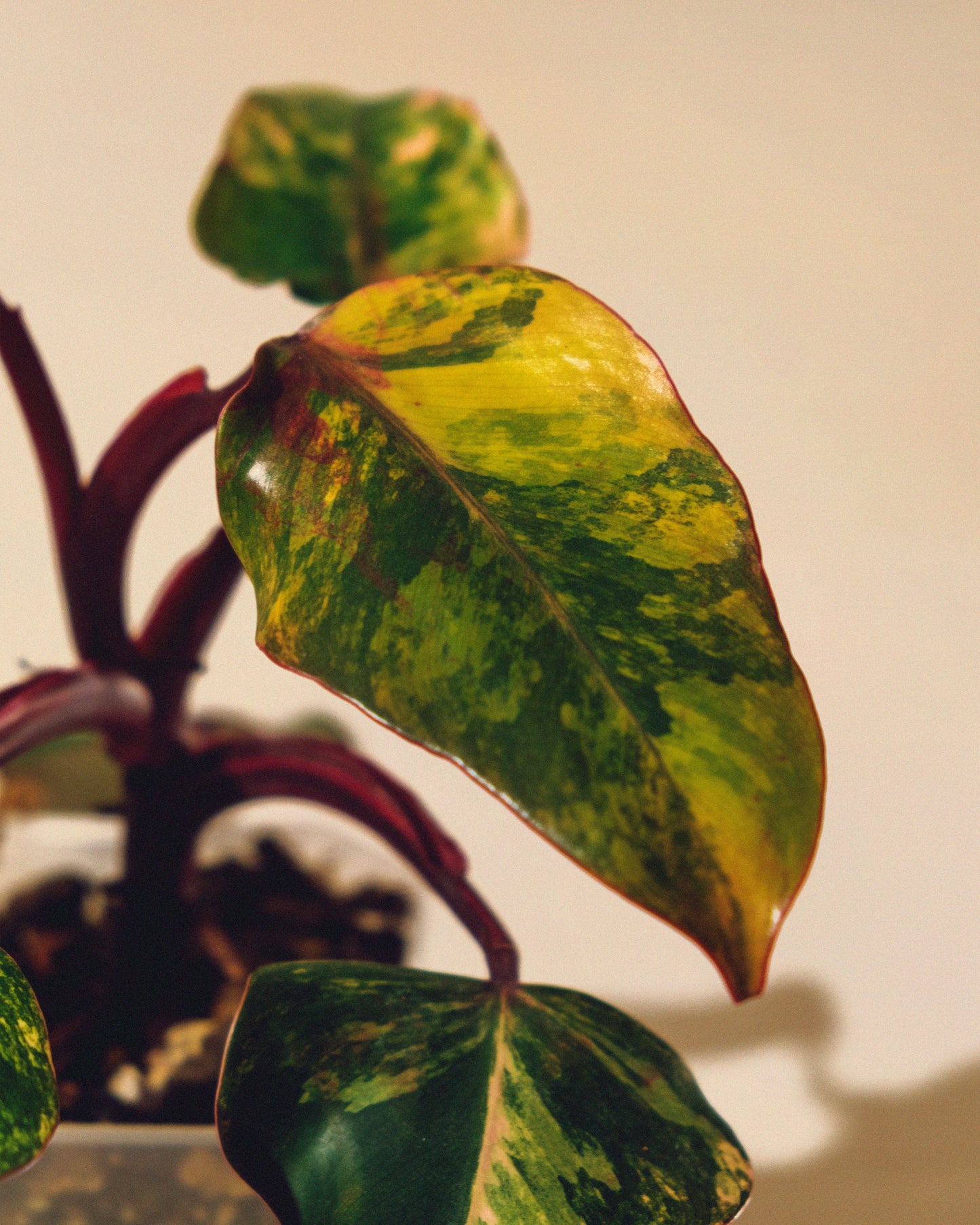 PHILODENDRON STRAWBERRY SHAKE M 01