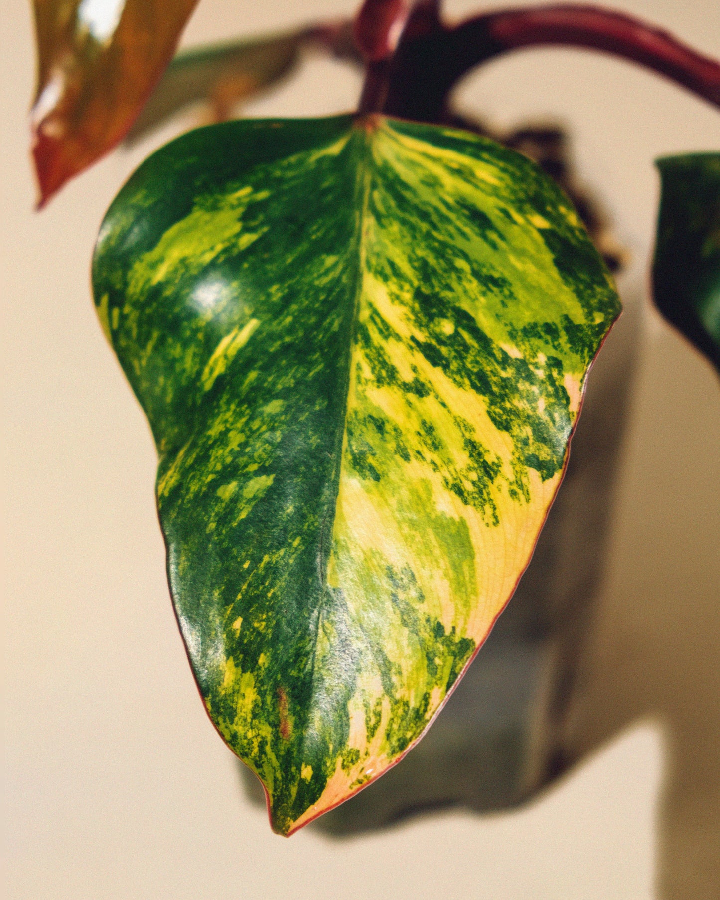 PHILODENDRON STRAWBERRY SHAKE M 01