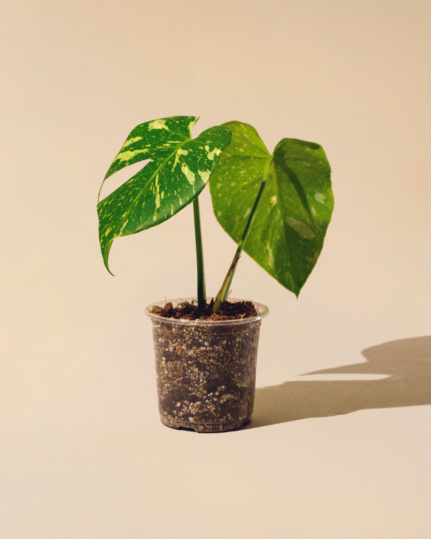 MONSTERA THAI CONSTELLATION M