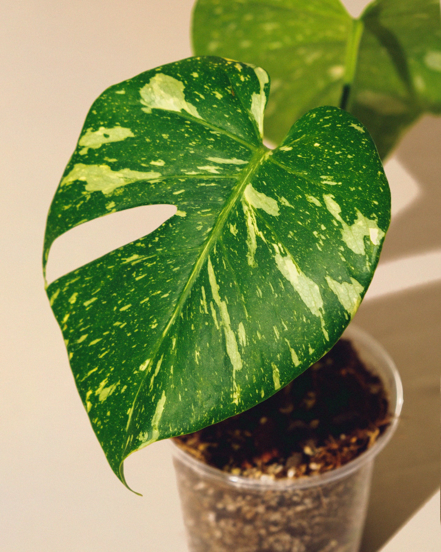 MONSTERA THAI CONSTELLATION M