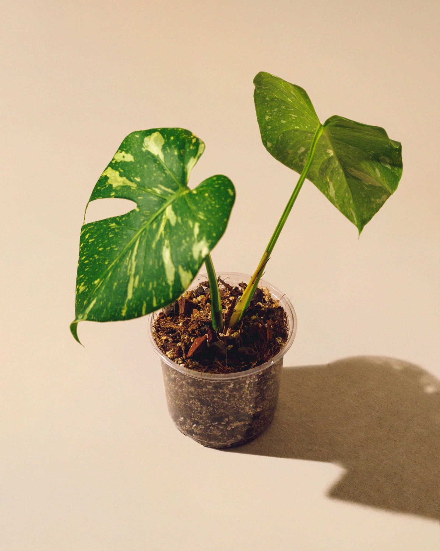 MONSTERA THAI CONSTELLATION M