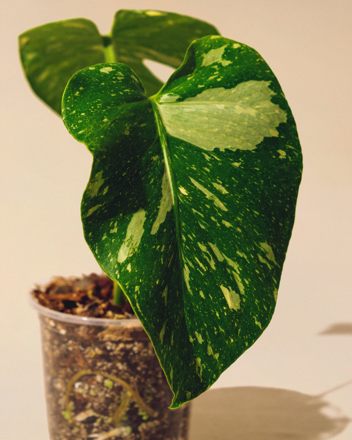 MONSTERA THAI CONSTELLATION M