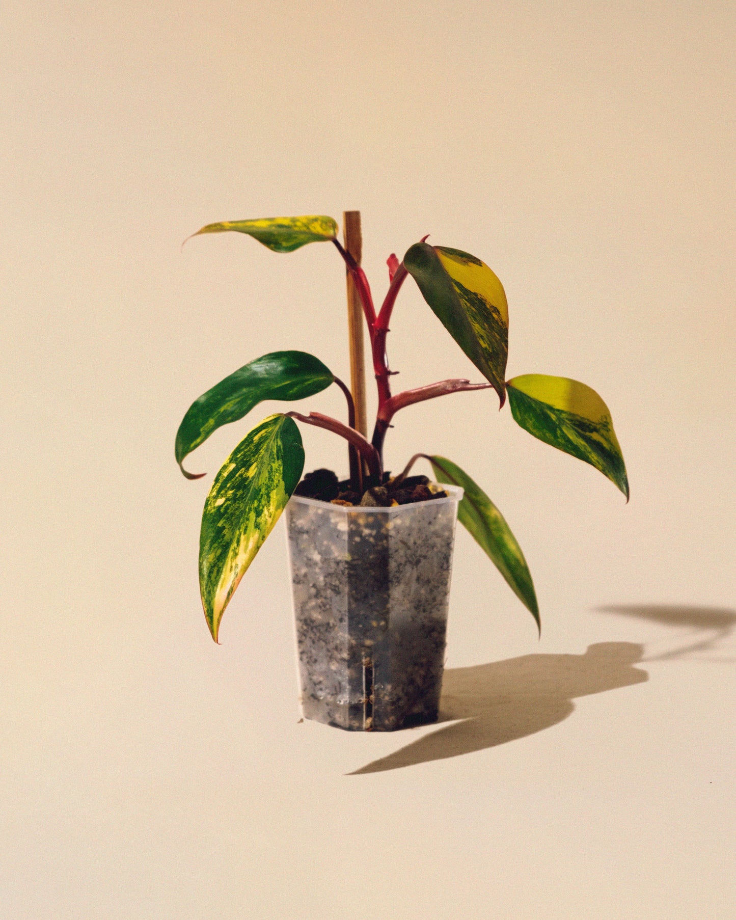 PHILODENDRON STRAWBERRY SHAKE BABY