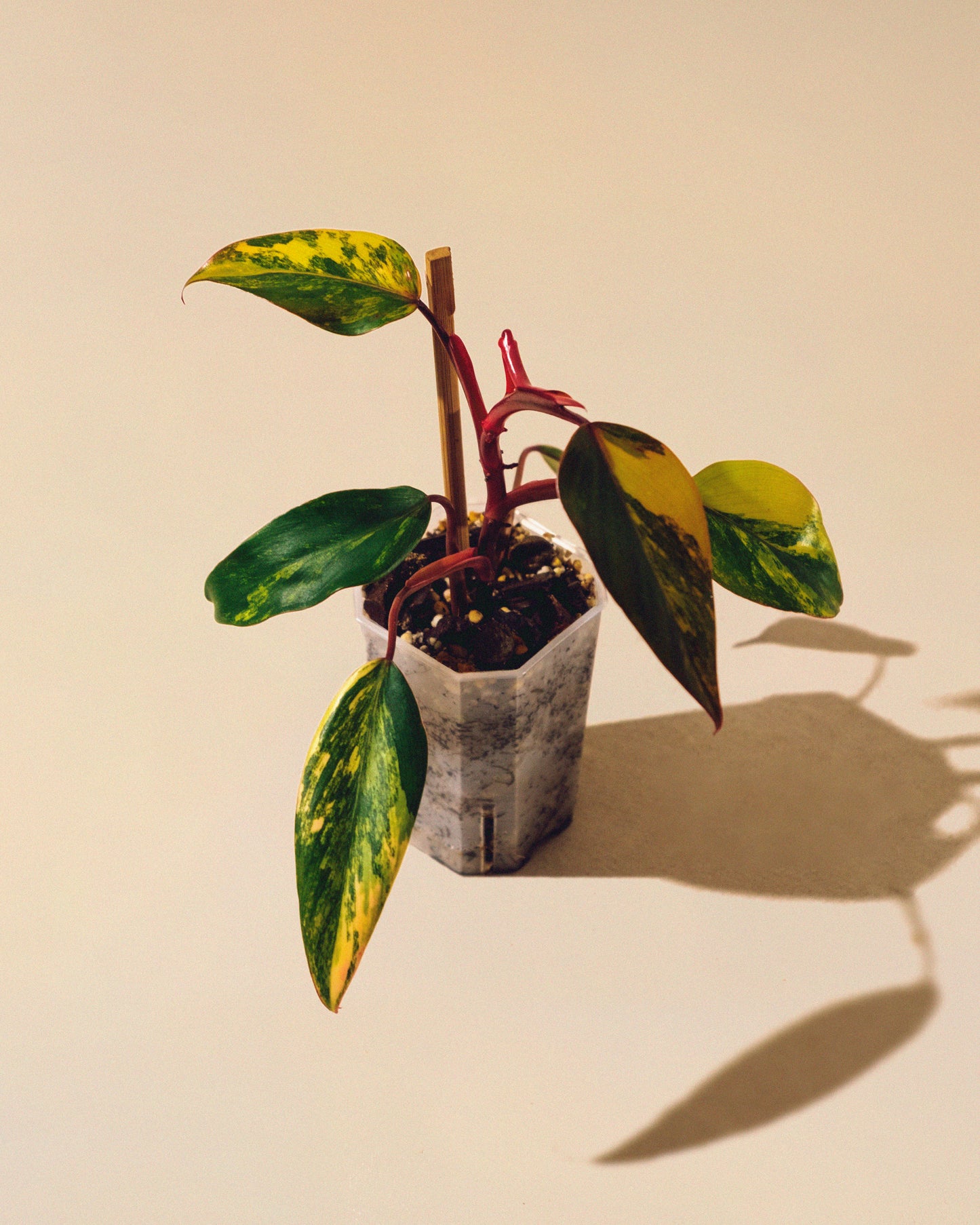 PHILODENDRON STRAWBERRY SHAKE BABY