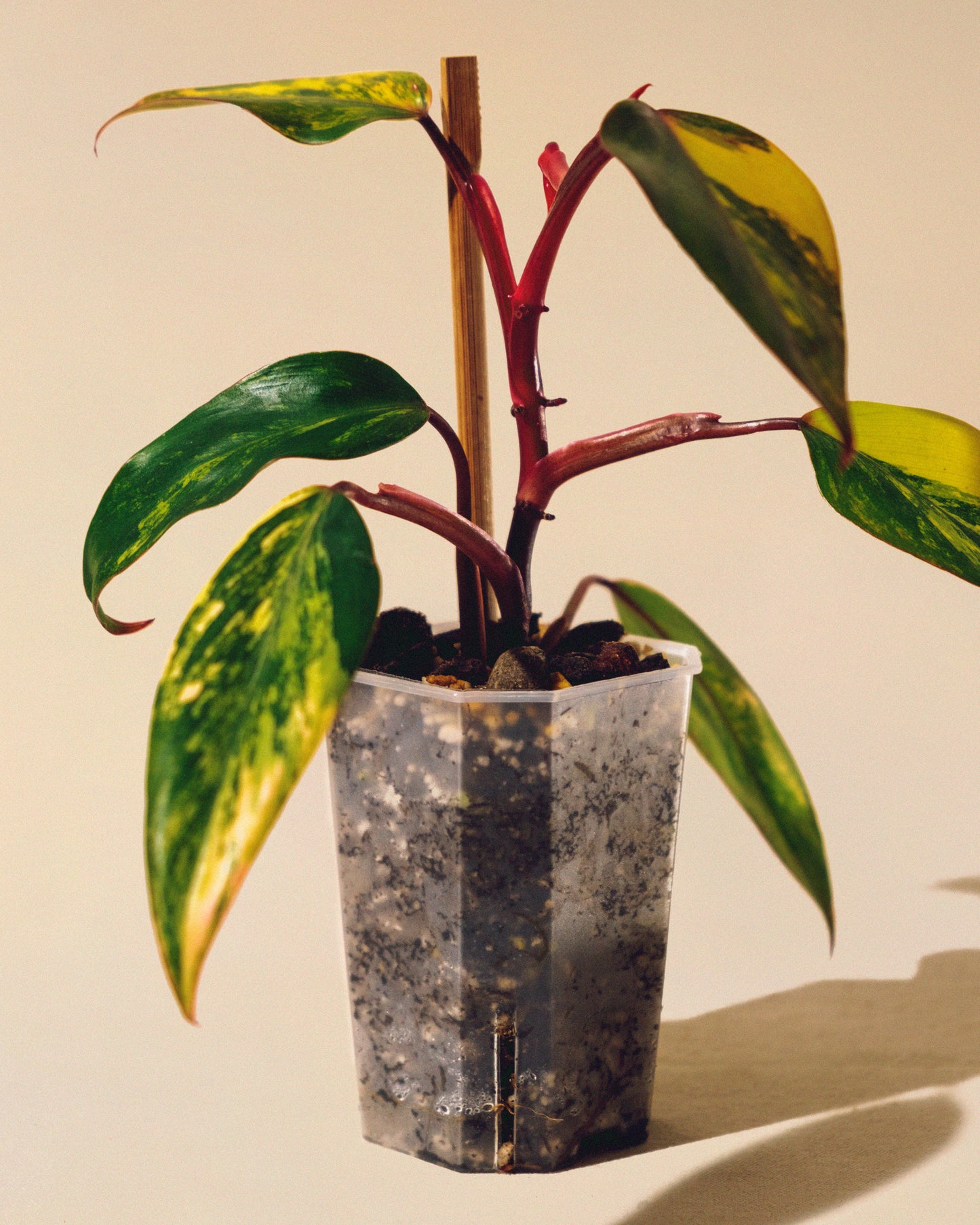 PHILODENDRON STRAWBERRY SHAKE BABY