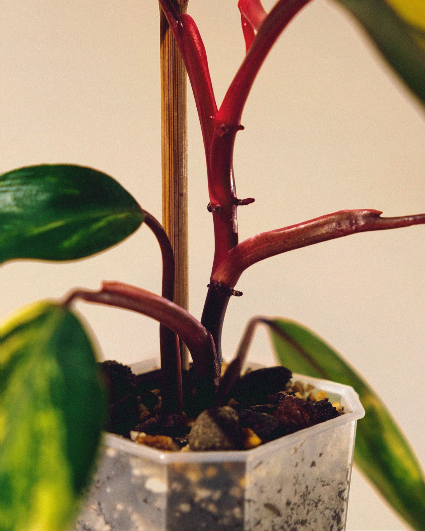 PHILODENDRON STRAWBERRY SHAKE BABY