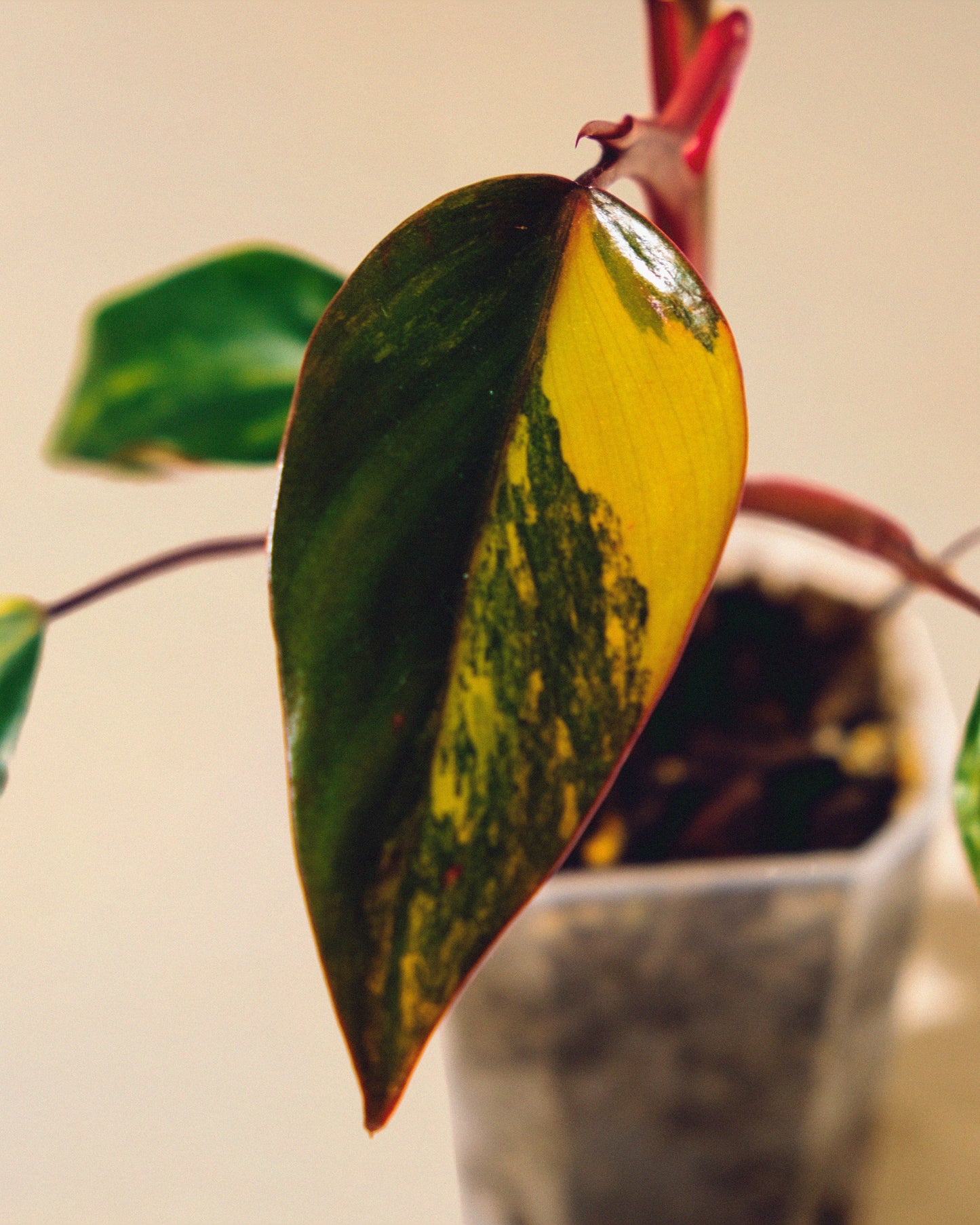 PHILODENDRON STRAWBERRY SHAKE BABY