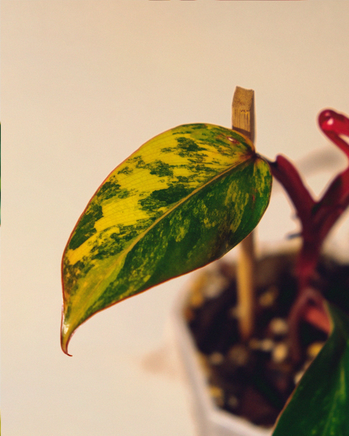 PHILODENDRON STRAWBERRY SHAKE BABY