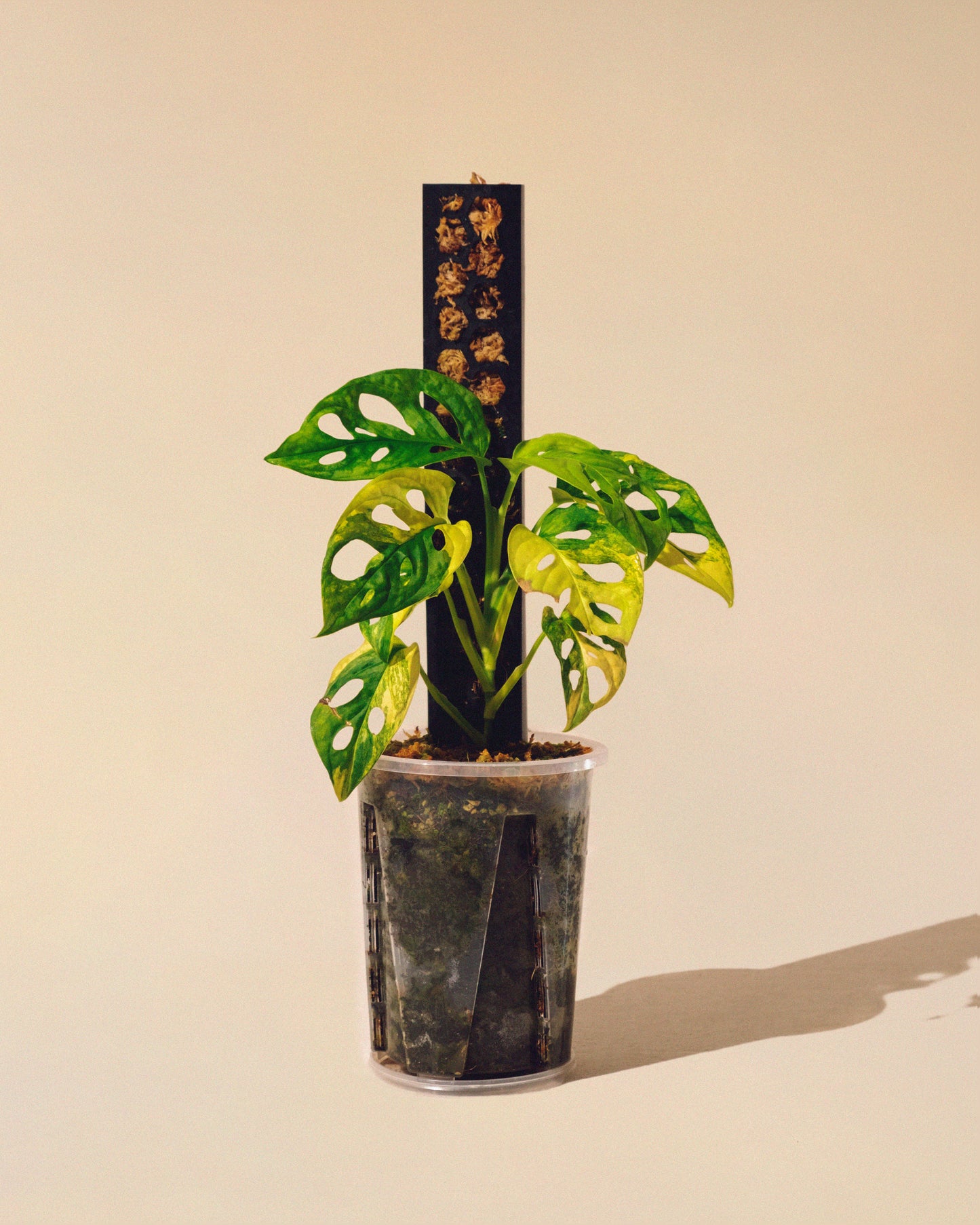 MONSTERA ADANSONII AUREA CON TUTOR