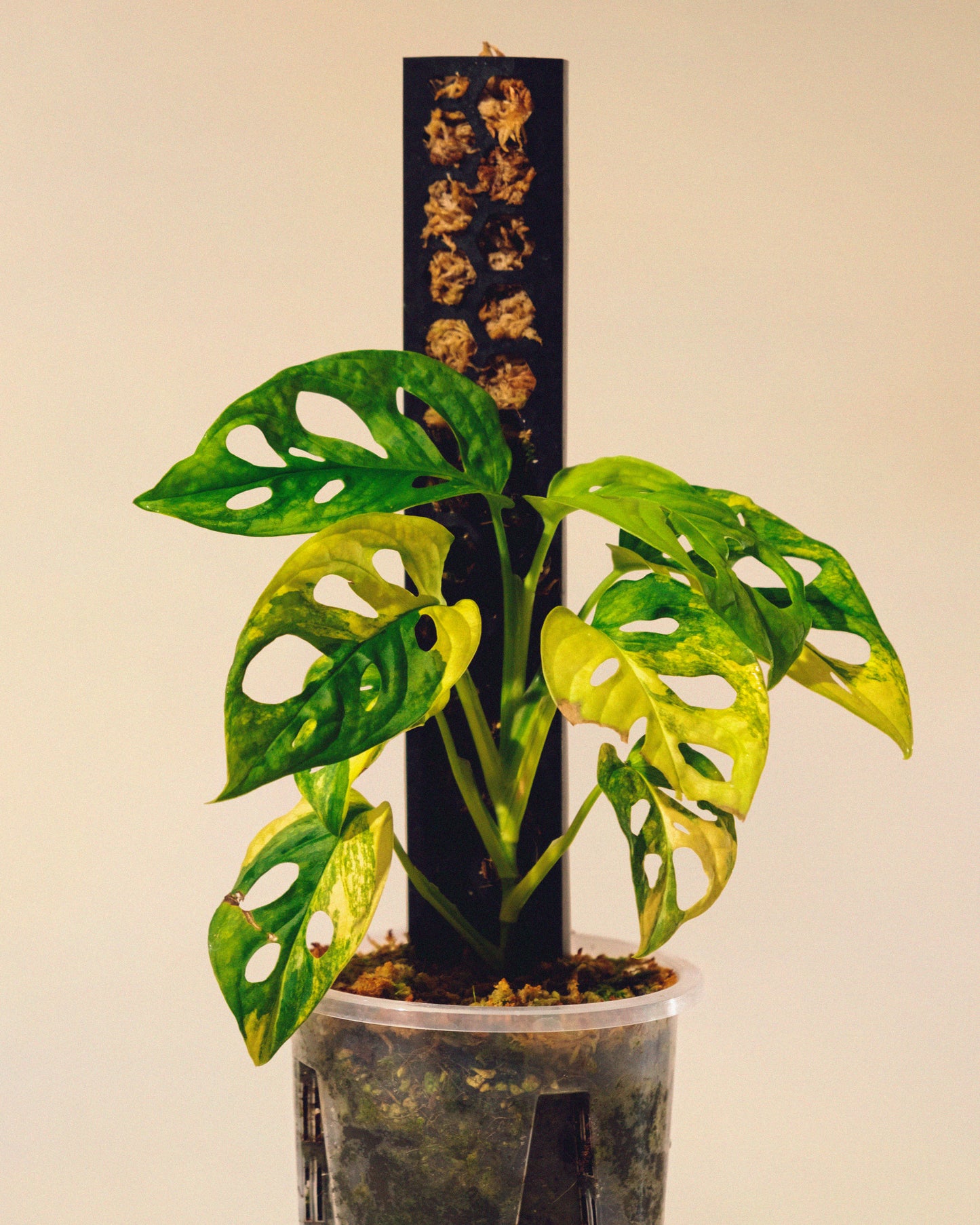 MONSTERA ADANSONII AUREA CON TUTOR