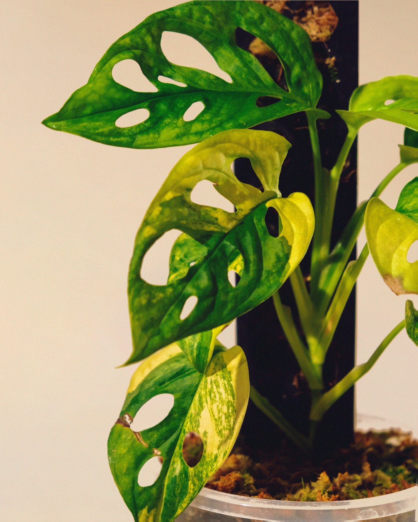 MONSTERA ADANSONII AUREA CON TUTOR