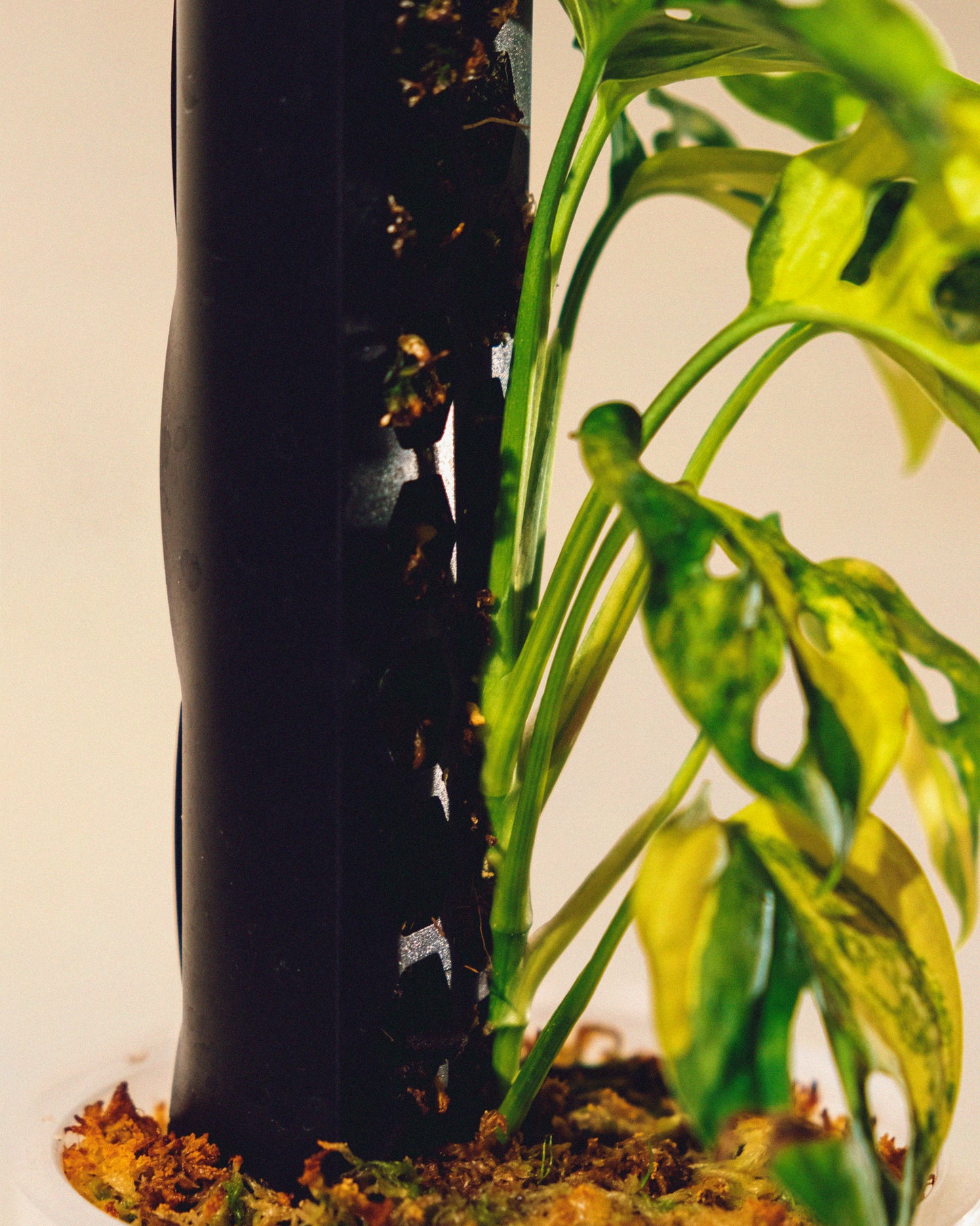 MONSTERA ADANSONII AUREA CON TUTOR