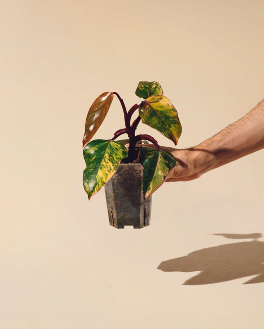 PHILODENDRON STRAWBERRY SHAKE M 01