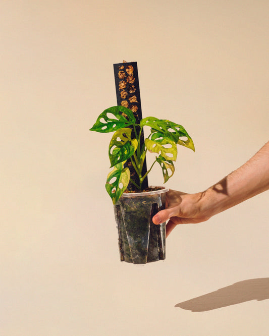 MONSTERA ADANSONII AUREA CON TUTOR