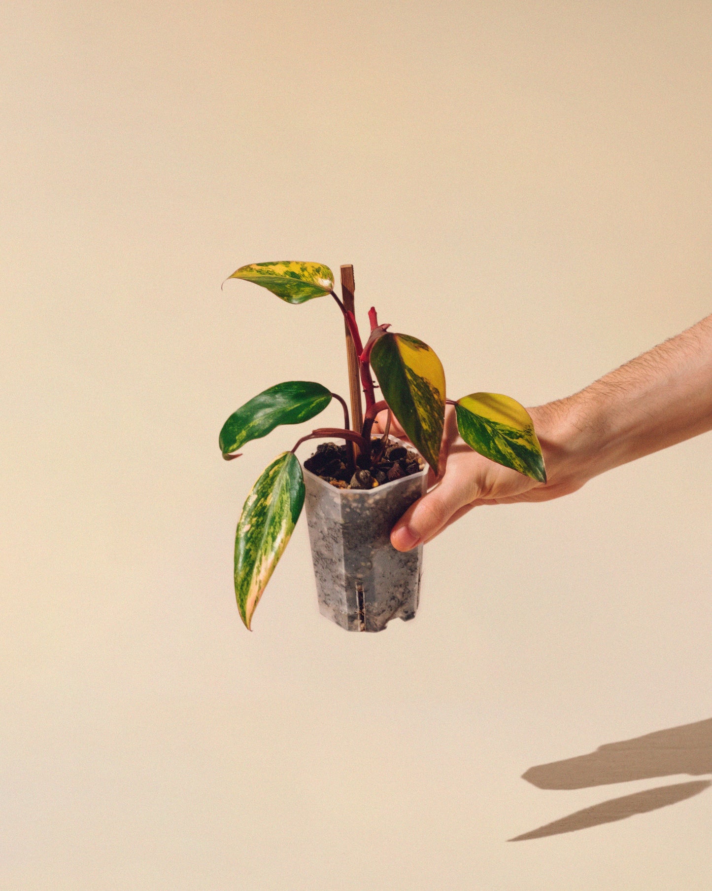 PHILODENDRON STRAWBERRY SHAKE BABY