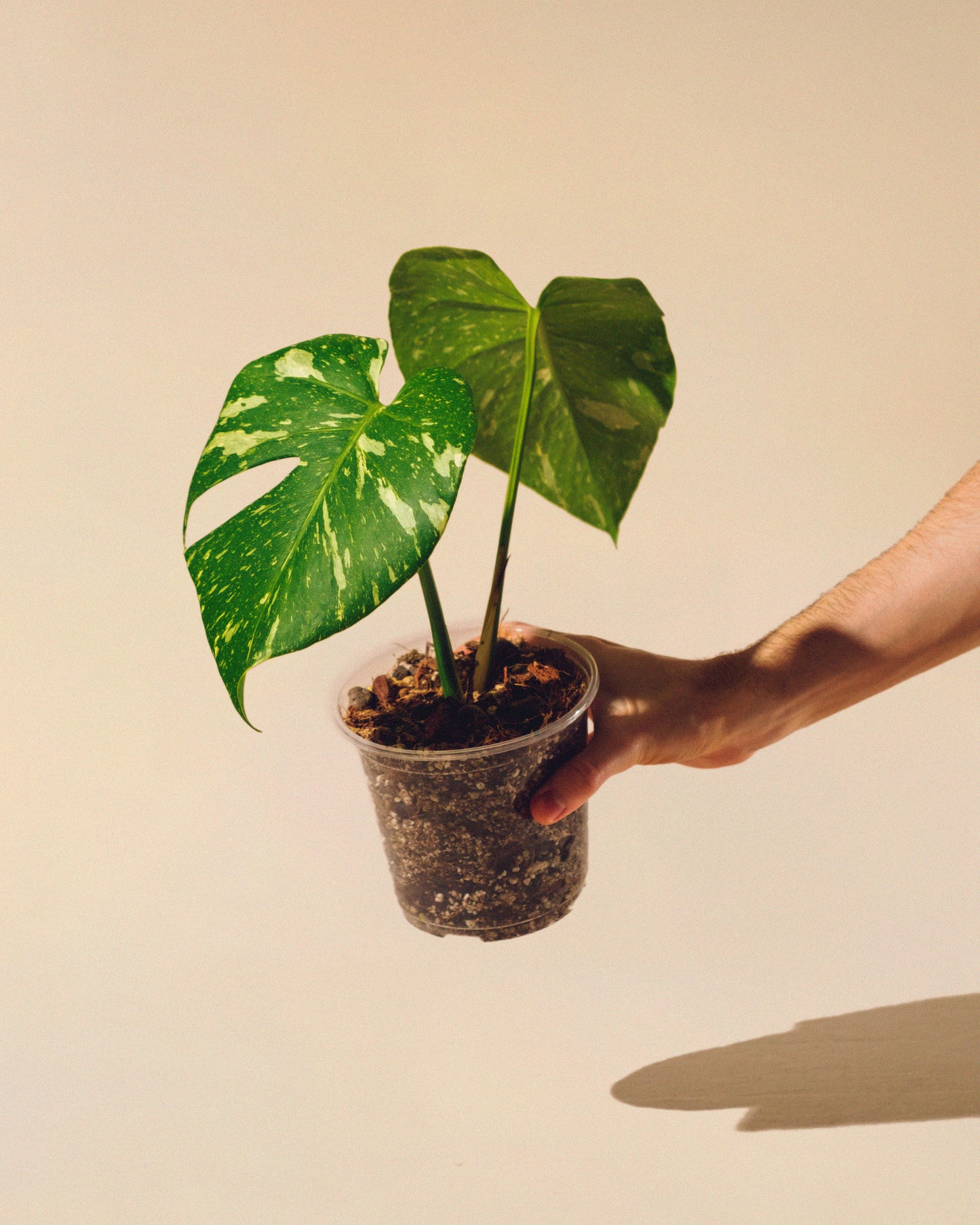 MONSTERA THAI CONSTELLATION M