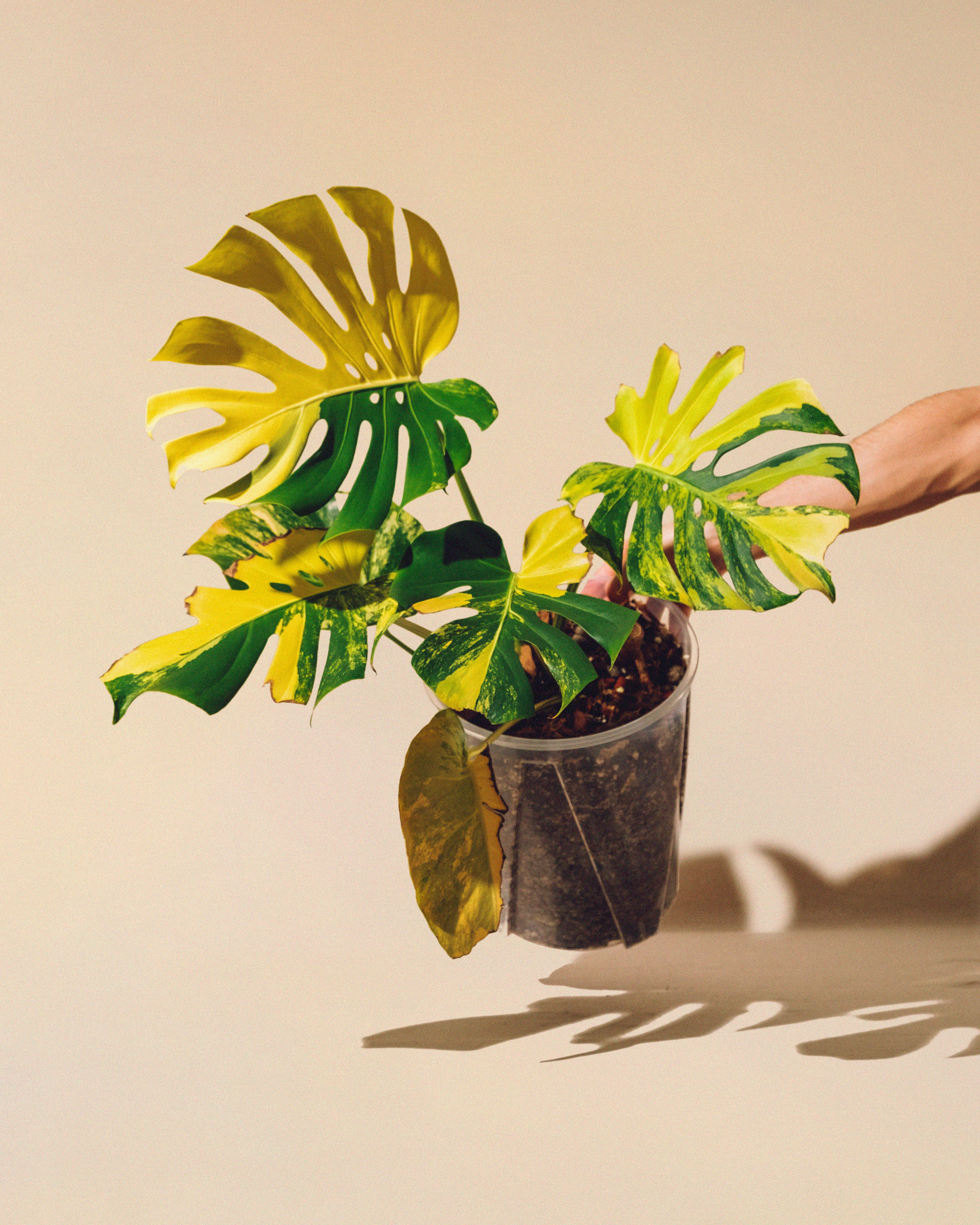 Monstera Yellow Marilyn XL - AUREUM Botanicals – AUREUM BOTANICALS