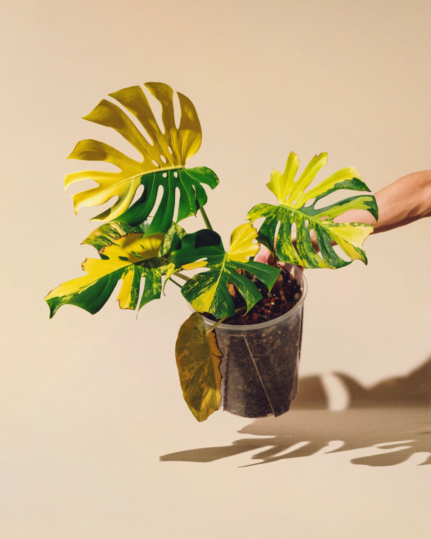 MONSTERA YELLOW MARILYN XL