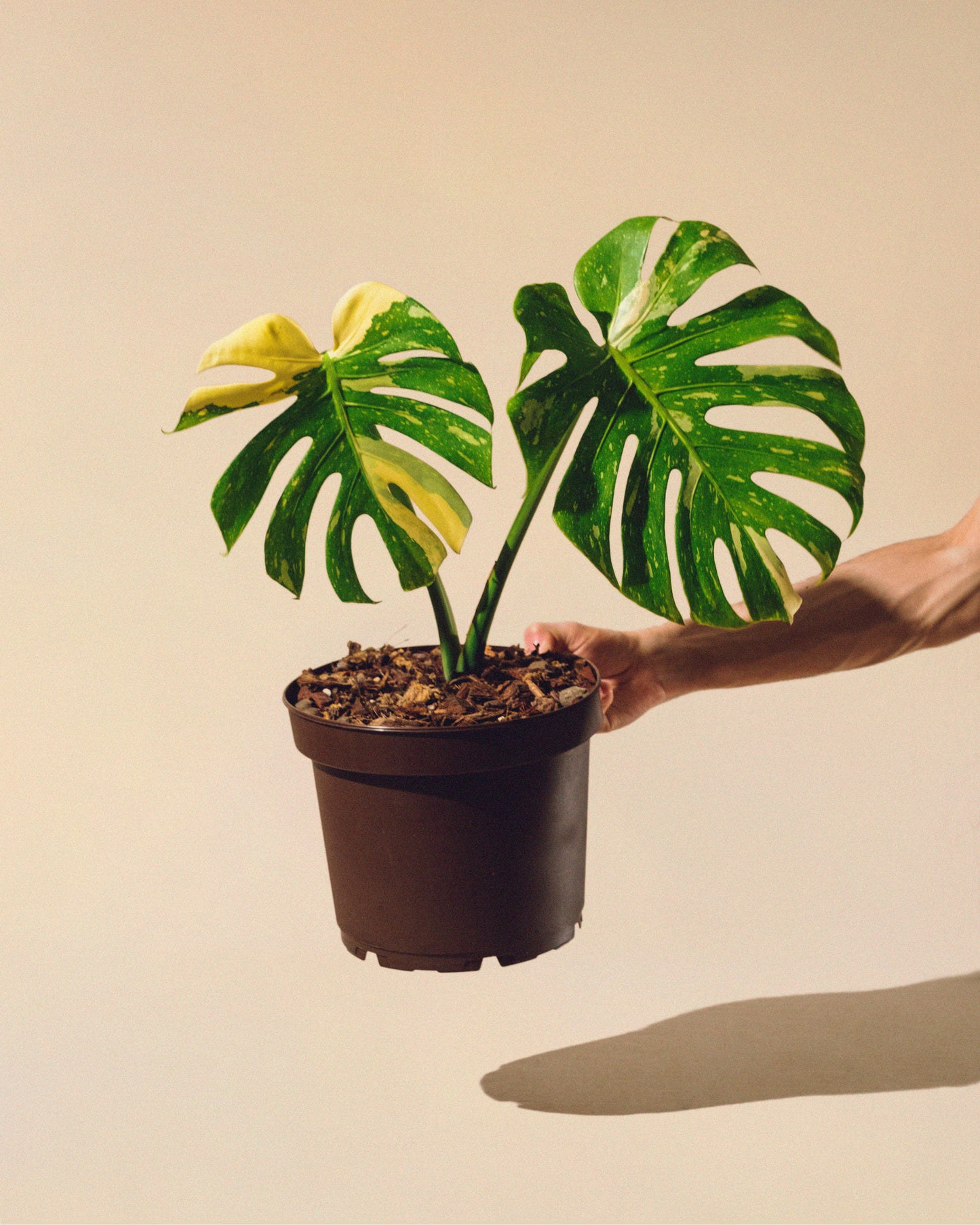 MONSTERA THAI CONSTELLATION M