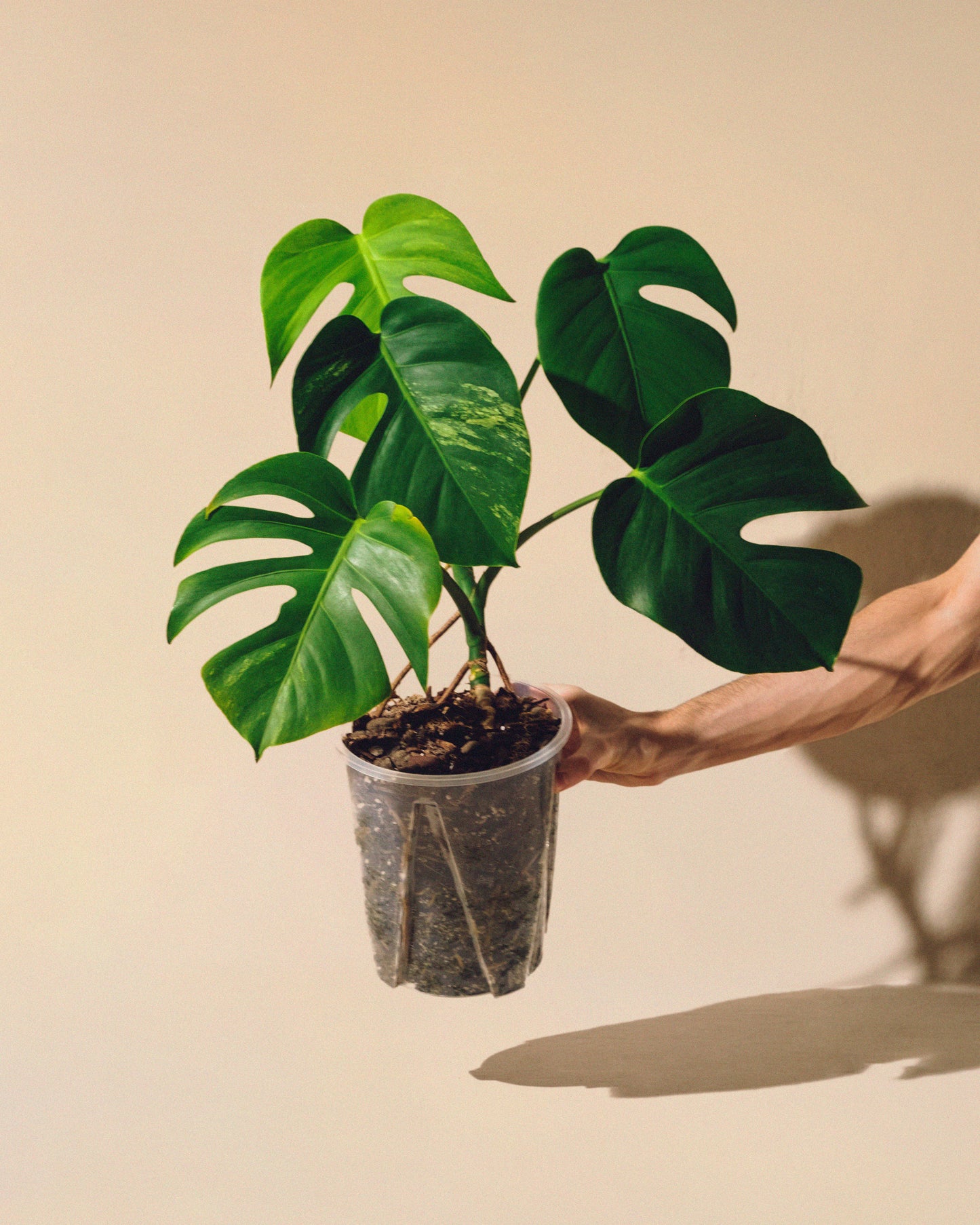 MONSTERA JUNGLE MINT SMALL FORM