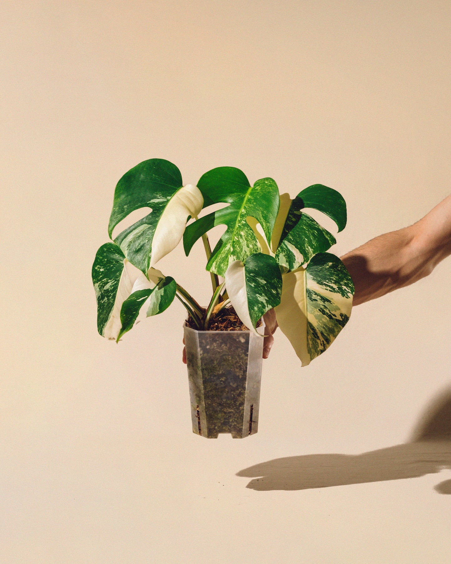 MONSTERA ALBO VARIEGATA