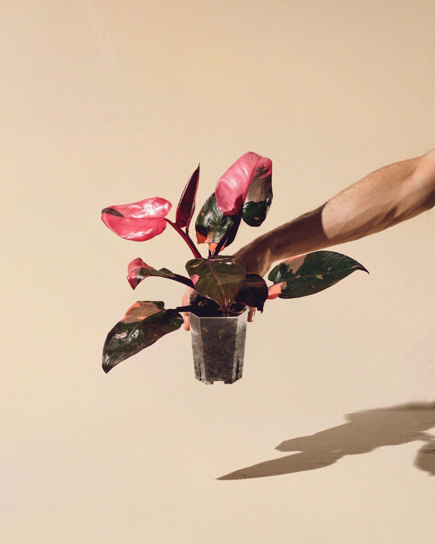 PHILODENDRON PINK PRINCESS MARBLE