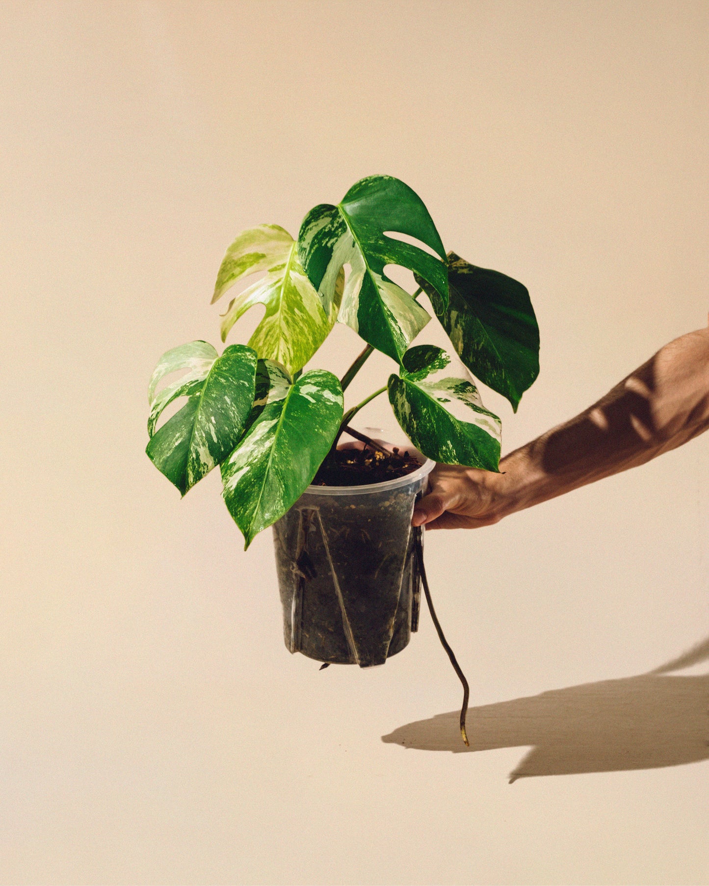 MONSTERA ALBO VARIEGATA