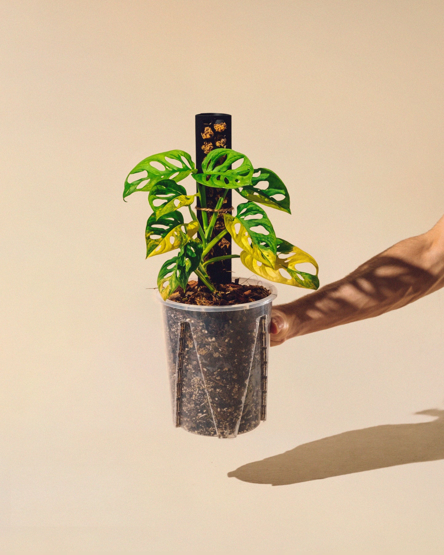 MONSTERA ADANSONII AUREA M CON TUTOR