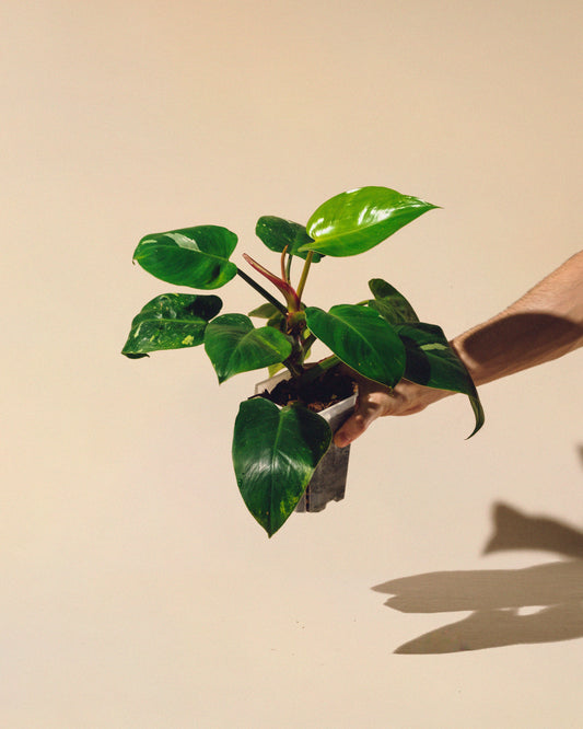 PHILODENDRON WHITE PRINCESS