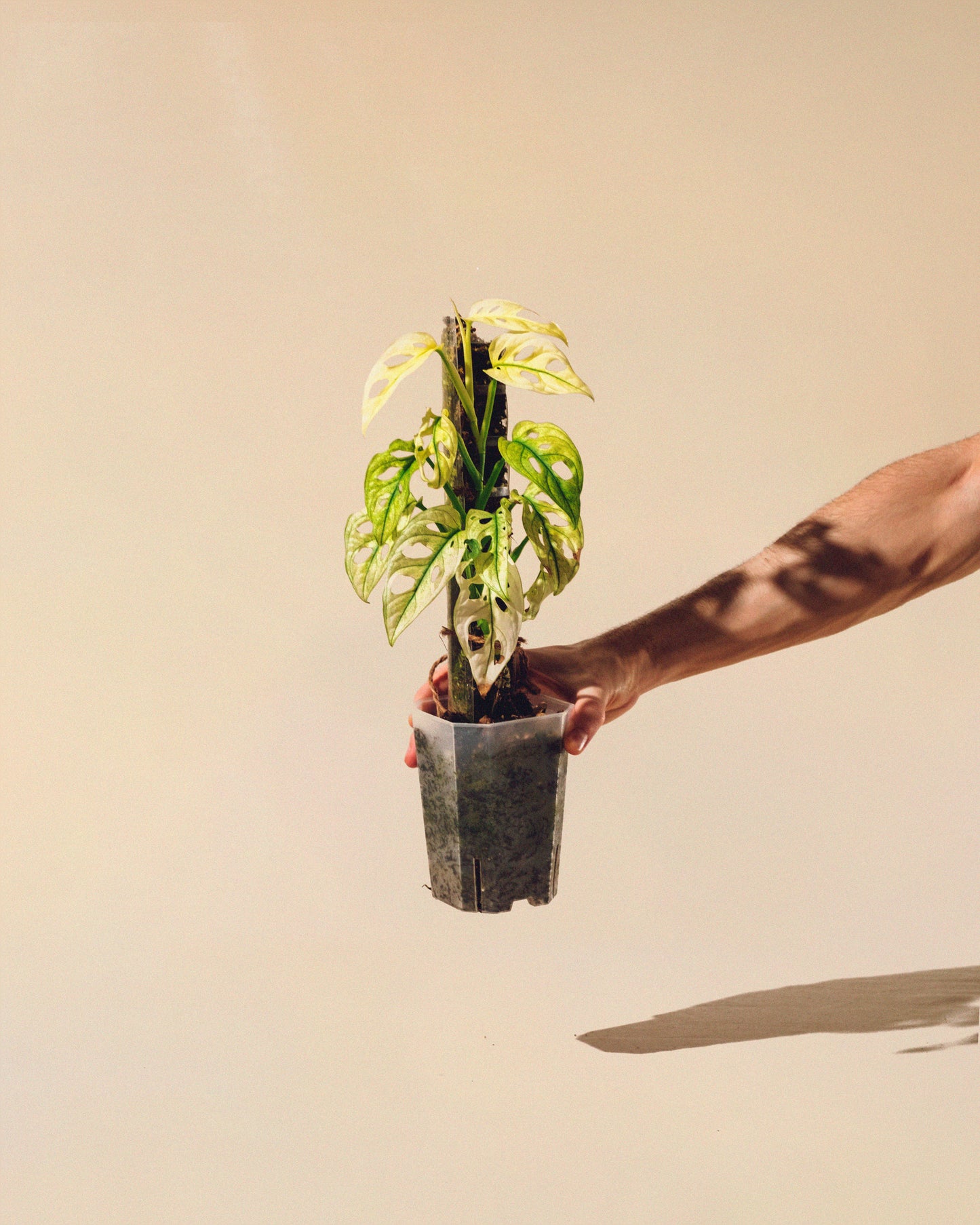 MONSTERA ADANSONII FULL MOON TUTOR