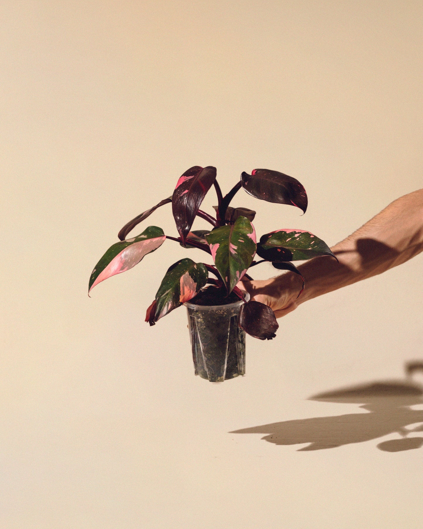 PHILODENDRON PINK PRINCESS MARBLE