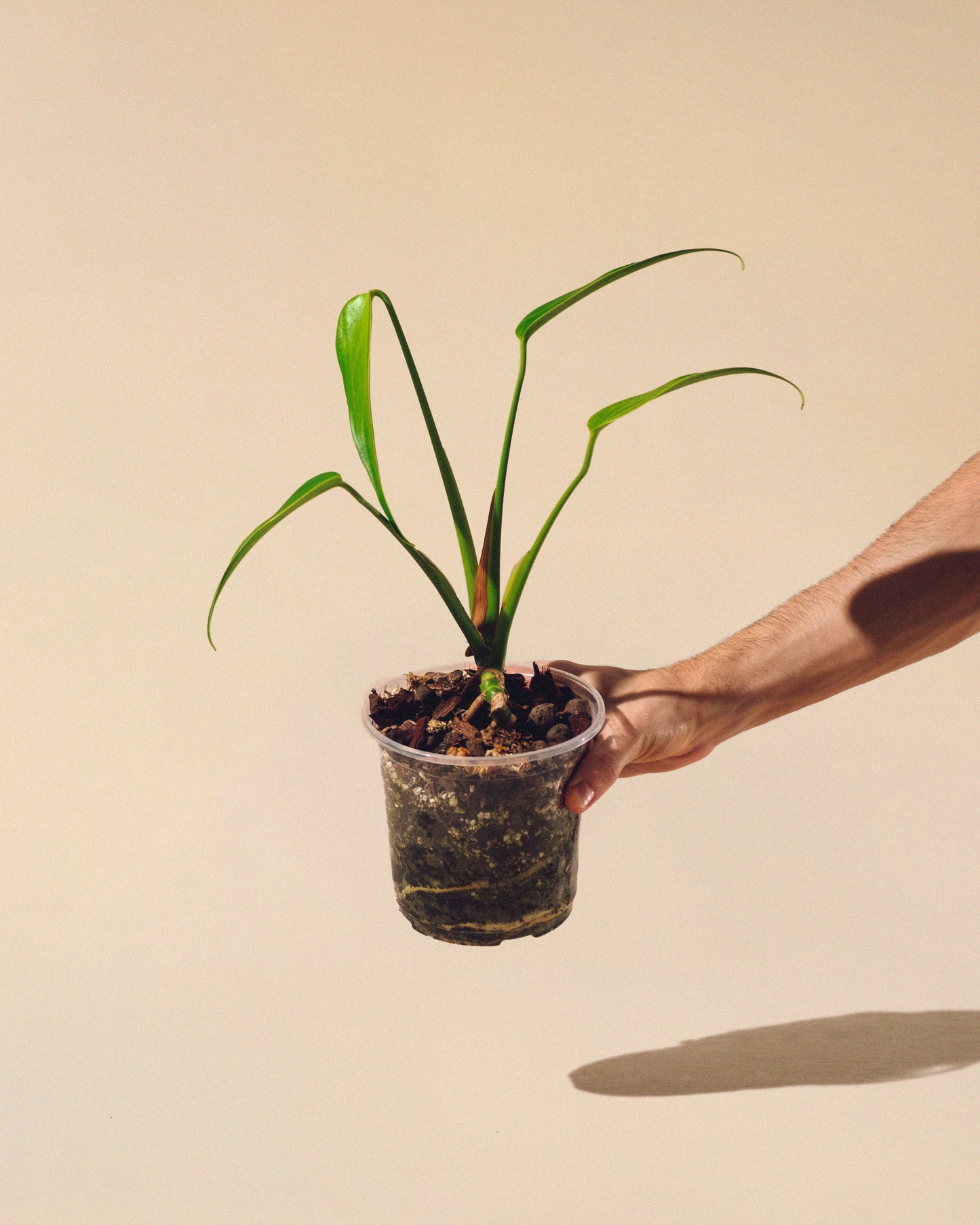 MONSTERA BURLE MARX FLAME M