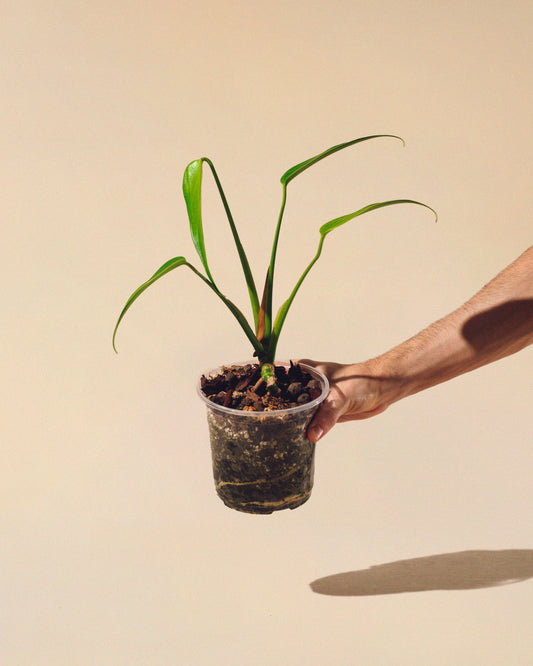 MONSTERA BURLE MARX FLAME M