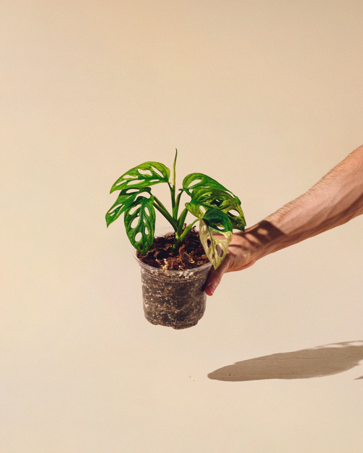 MONSTERA ADANSONII ALBO