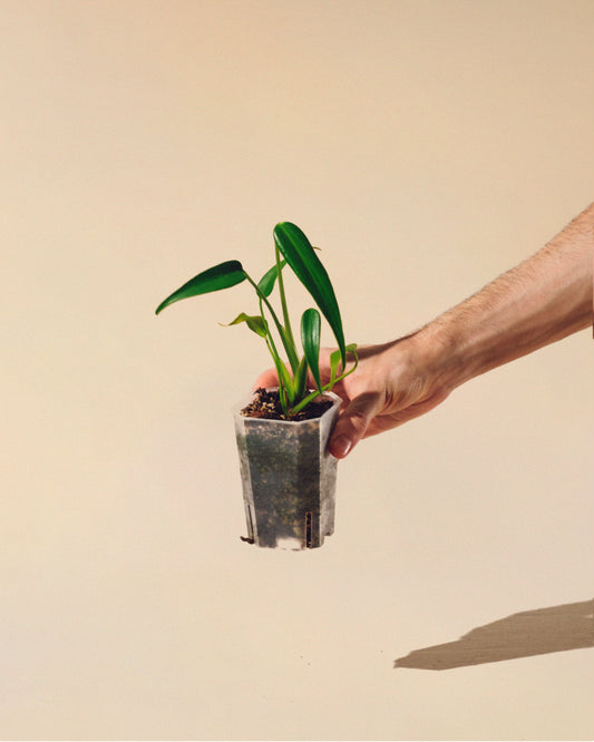 MONSTERA BURLE MARX FLAME 02 BABY