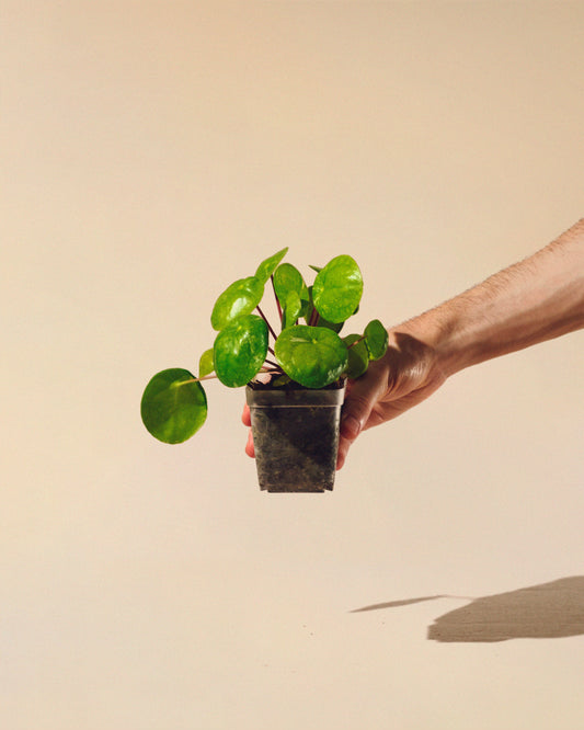 PILEA PEPEROMIOIDES 'WHITE' SPLASH' BABY