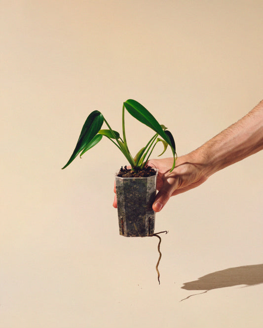 MONSTERA BURLE MARX FLAME 01 BABY