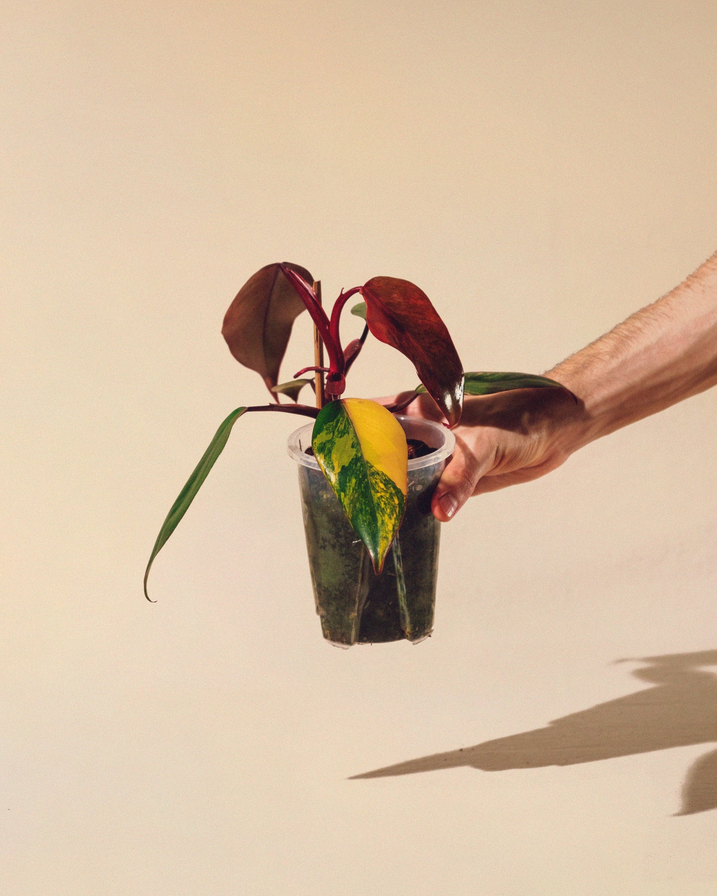 PHILODENDRON STRAWBERRY SHAKE 02