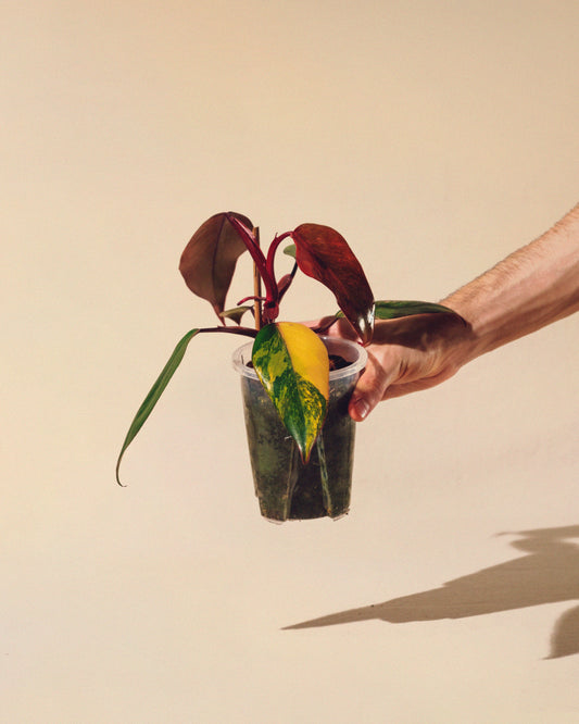 PHILODENDRON STRAWBERRY SHAKE 02