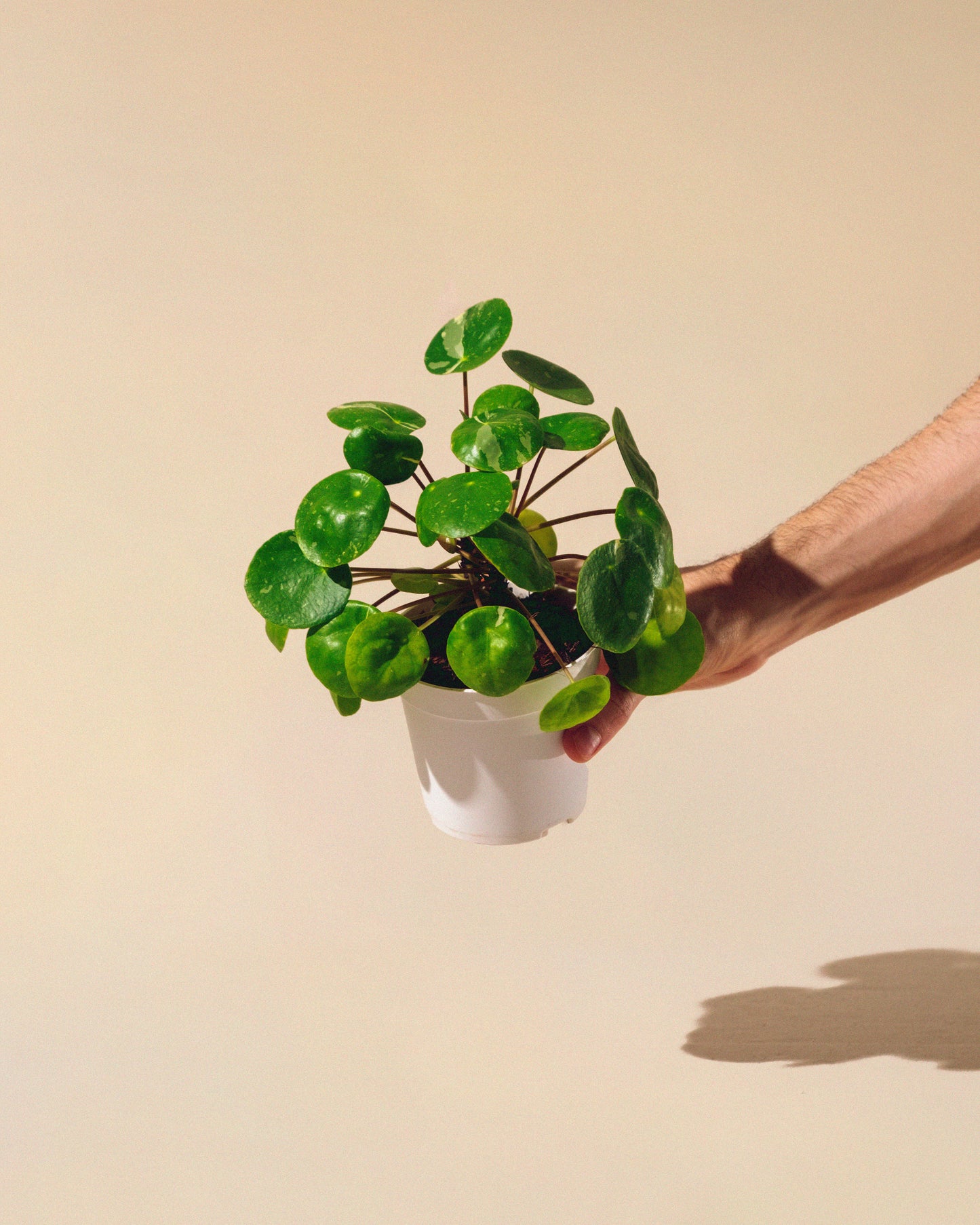 PILEA PEPEROMIOIDES 'WHITE SPLASH'