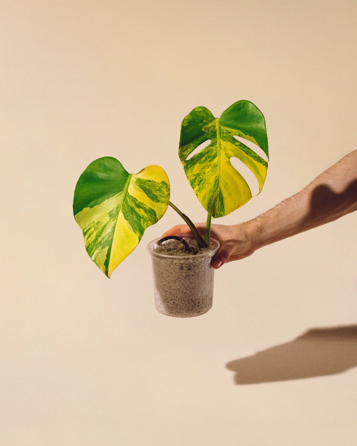 MONSTERA YELLOW MARILYN