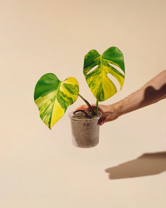MONSTERA YELLOW MARILYN