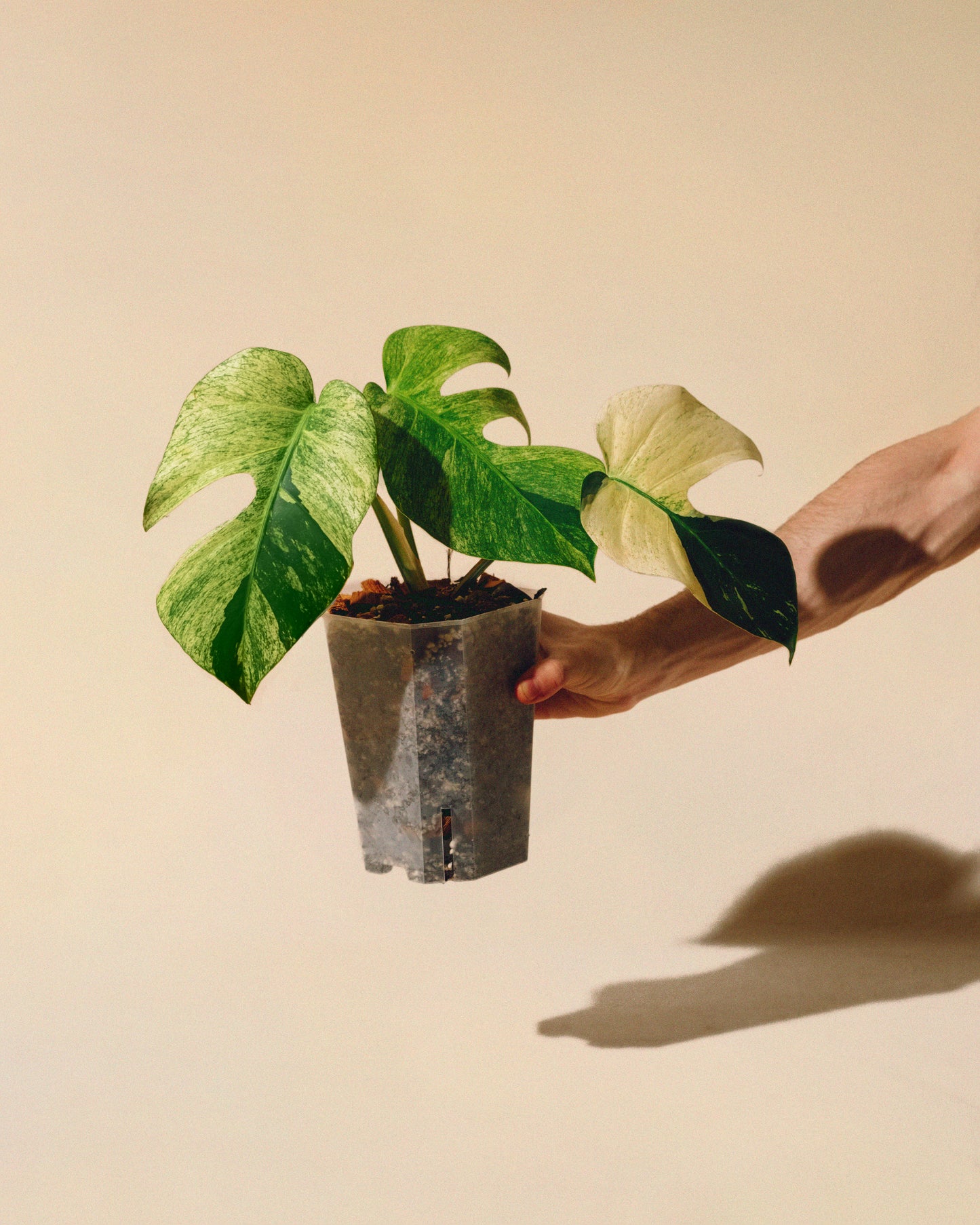 MONSTERA JUNGLE MINT INTERMEDIATE FORM