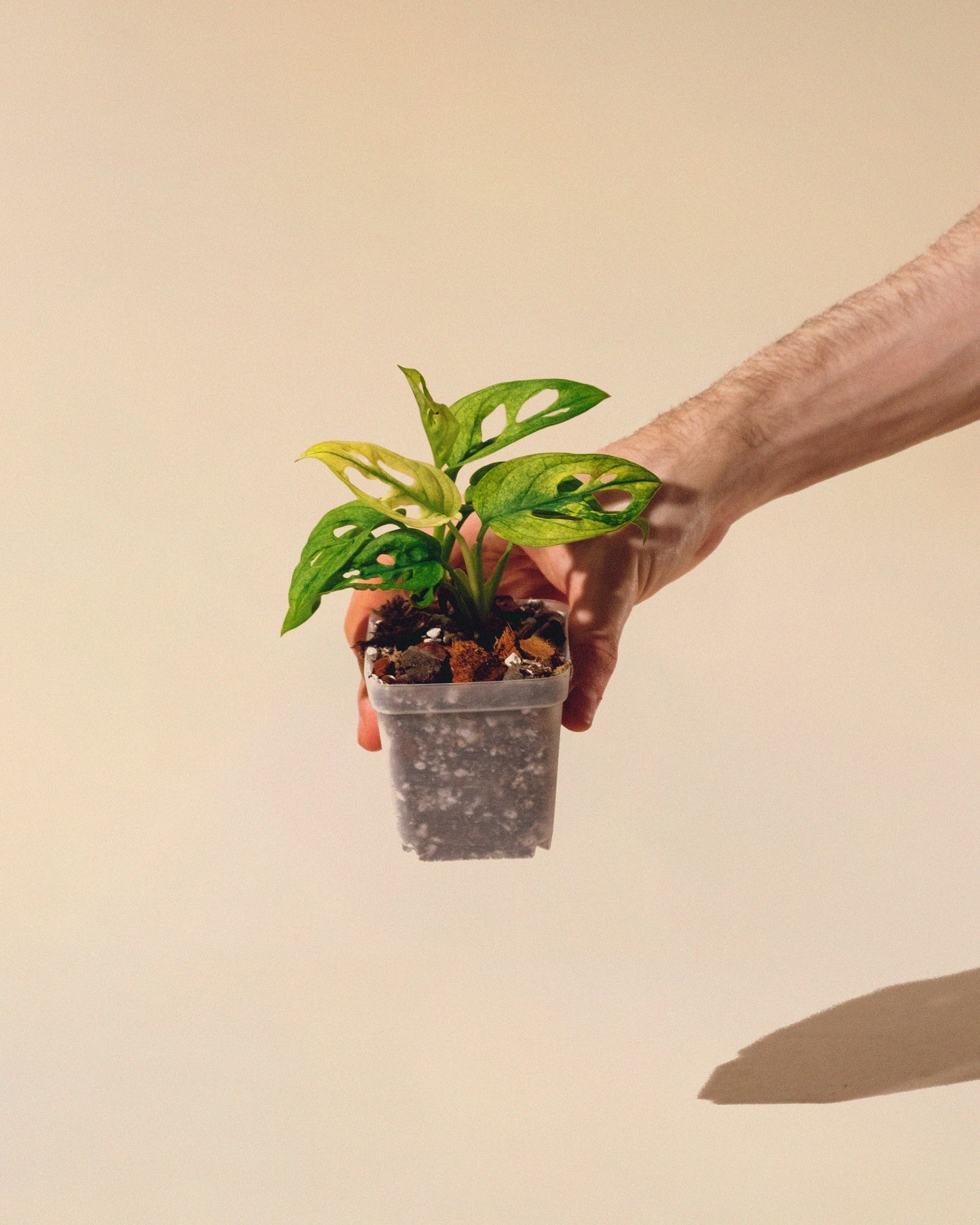 MONSTERA ADANSONII ALBO MINI 02